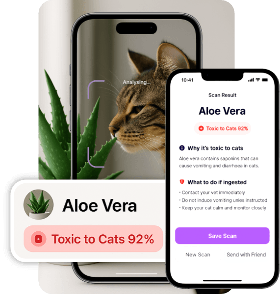 Toxic Kitty App Interface